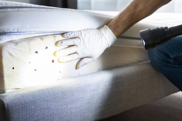 Best Wasp Removal Services  in Lakeland Highlands, FL